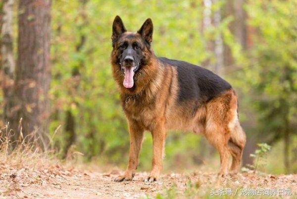 想养一只狗狗了吗？看看这篇不一样的狗狗分类，挑选适合你的爱犬