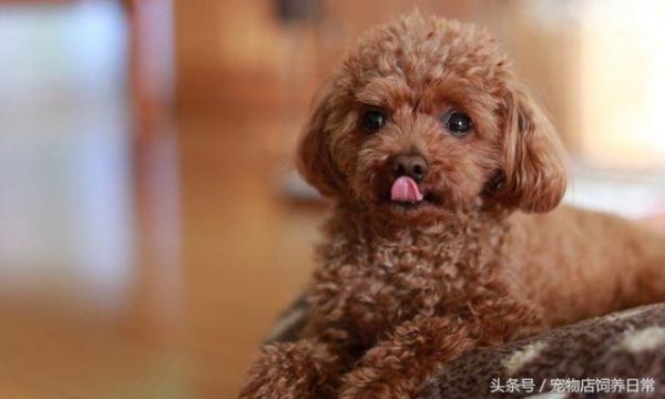 想养一只狗狗了吗？看看这篇不一样的狗狗分类，挑选适合你的爱犬
