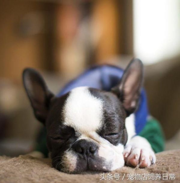 想养一只狗狗了吗？看看这篇不一样的狗狗分类，挑选适合你的爱犬