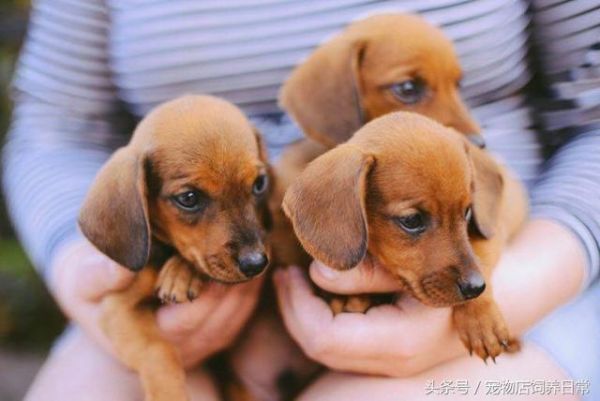 想养一只狗狗了吗？看看这篇不一样的狗狗分类，挑选适合你的爱犬