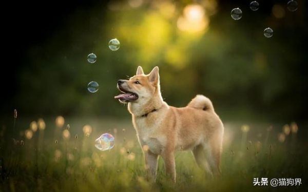 狗狗爱吃蔬菜？这几种蔬菜狗都可以吃哦#狗狗大明星#