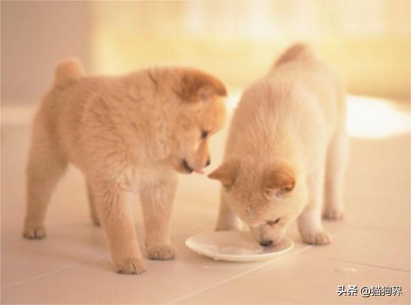 狗狗爱吃蔬菜？这几种蔬菜狗都可以吃哦#狗狗大明星#