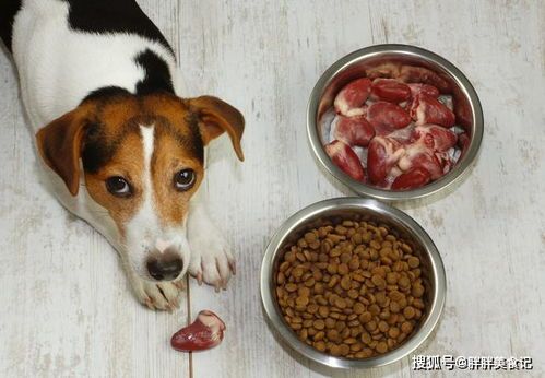 狗狗蔬菜水果餐,简单易做,营养健康!