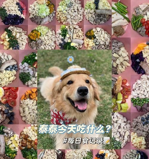 宠物狗可以食用紫色包菜吗（探究宠物狗食用紫色包菜的可行性）