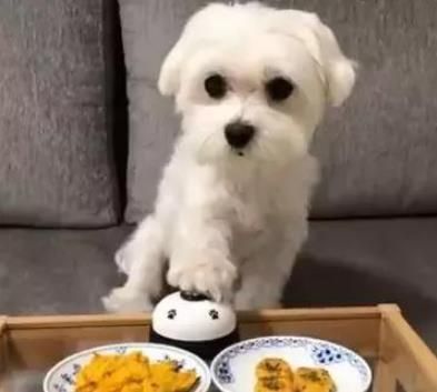如何为您的狗狗准备美味的开胃菜