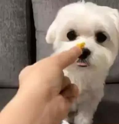 如何为您的狗狗准备美味的开胃菜