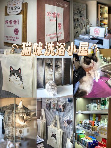 猫咪的梦乡时光