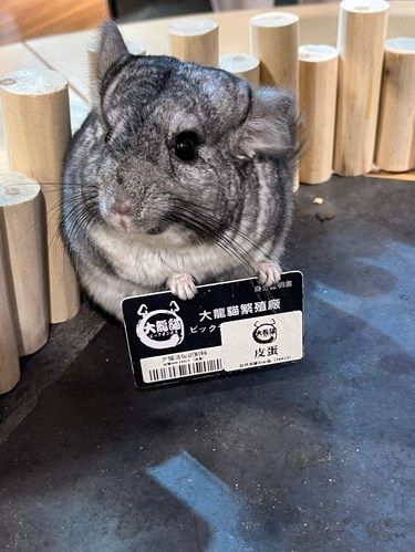 超萌小龙猫营业啦