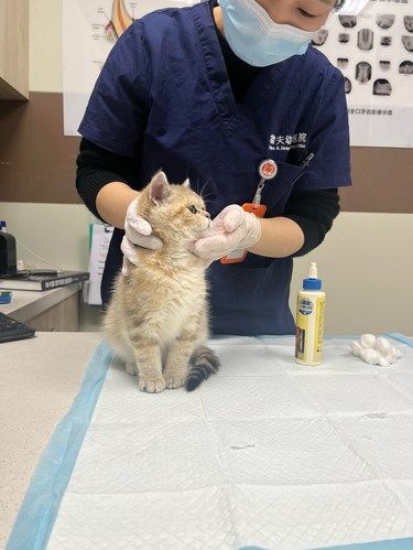 三针疫苗结束，恭喜正式迈入新猫生[礼花]