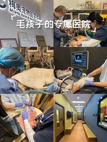 终于找到了一家毛孩子的专属医院！