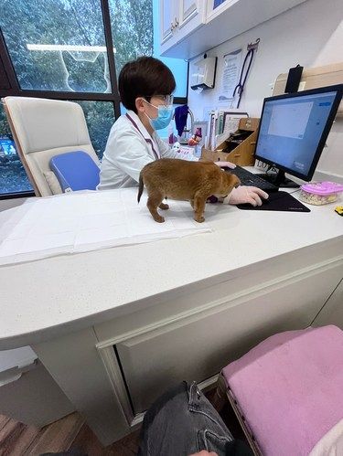 这宠物医院咋这样