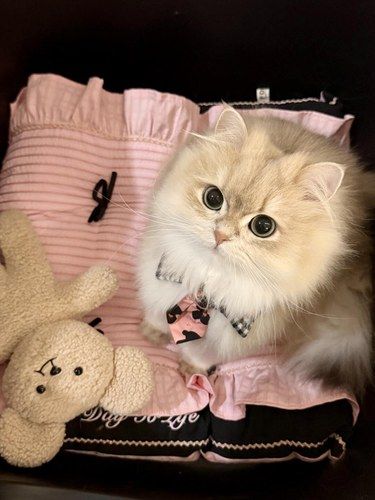 小猫不语 只是一味暗示