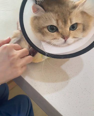 猫咪看病日记～