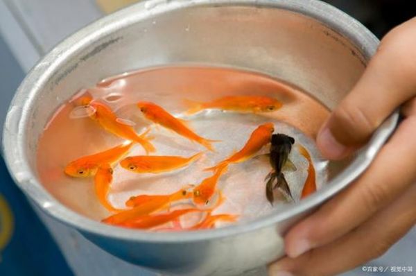 喂金鱼的正确方法