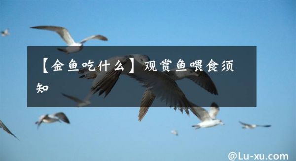 【金鱼吃什么】观赏鱼喂食须知文章配图