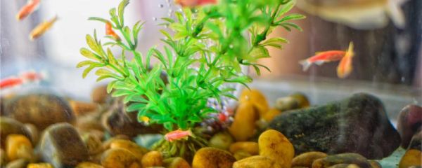 在家养鱼给鱼吃什么，如何给鱼喂食