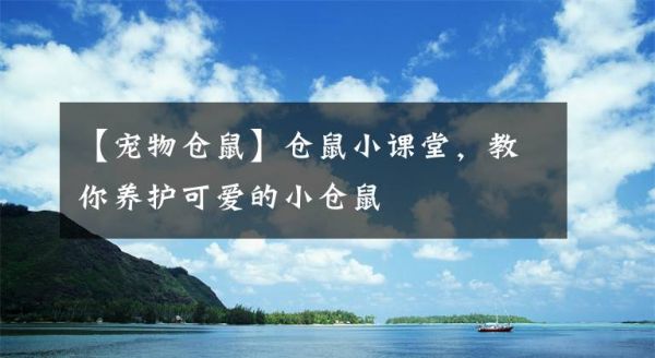 【宠物仓鼠】仓鼠小课堂，教你养护可爱的小仓鼠文章配图