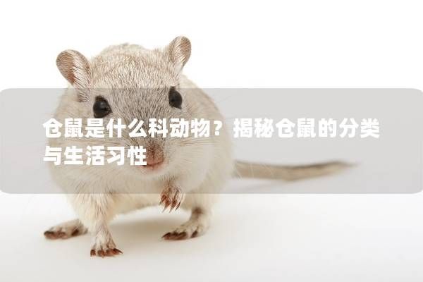 仓鼠是什么科动物？揭秘仓鼠的分类与生活习性