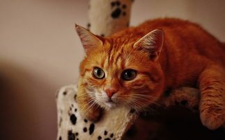 宠物猫咪用品铲子推荐品牌全解析