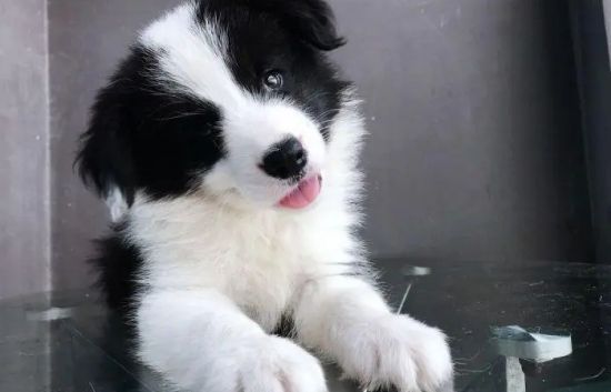 边牧犬的优点和缺点分别有哪些？