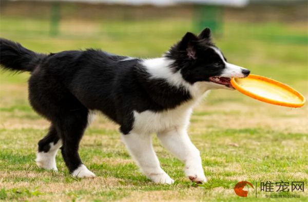边境牧羊犬怎么养 适合新手养吗