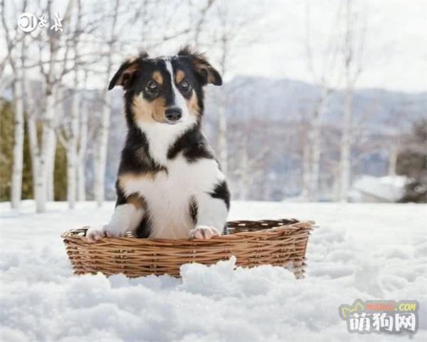 炒鸡聪明的狗狗——边境牧羊犬