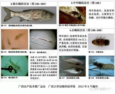预防鱼类疾病的有效方法