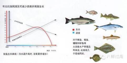 预防鱼类疾病的有效方法