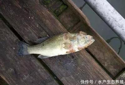 预防鱼类疾病的有效方法