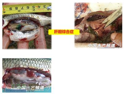 预防鱼类疾病的有效方法