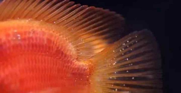 水族疾病 观赏鱼常见10种疾病文章配图