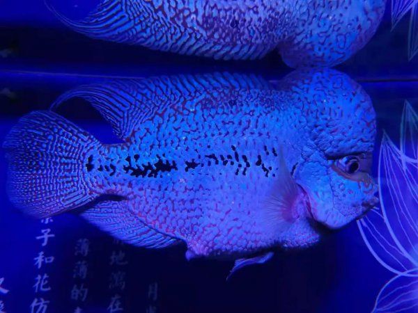治疗观赏鱼病