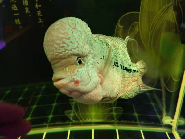 治疗观赏鱼病
