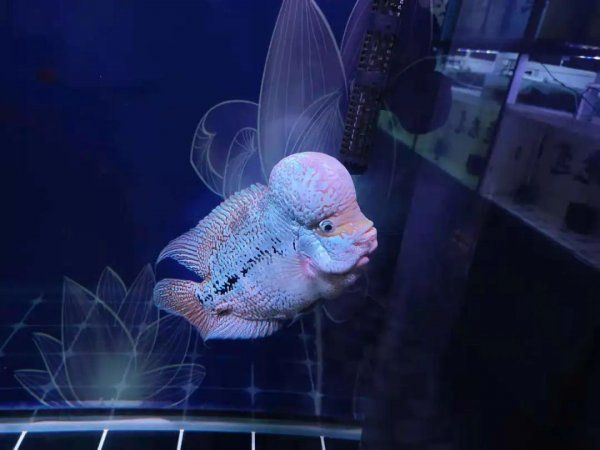 治疗观赏鱼病
