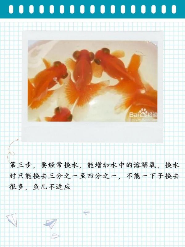 金鱼如何饲养