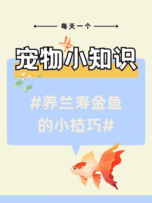 金鱼如何喂养