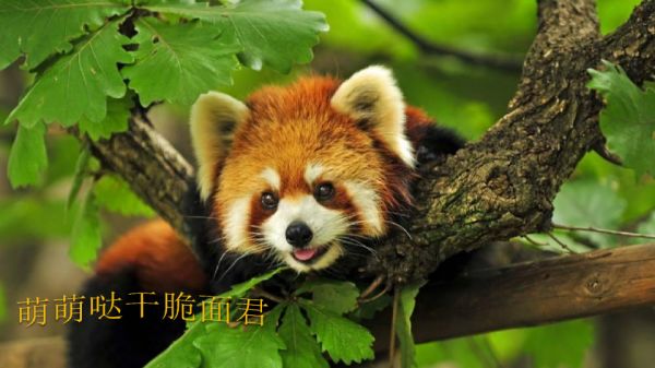 萌宠来袭·欢聚五一-韶关保利大都会萌宠主题策划案