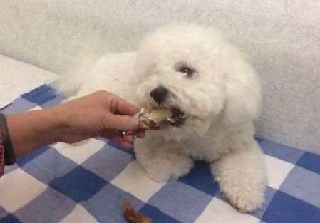 比熊喂食量:按体重和活动量调整,标准见宠物营养指南。