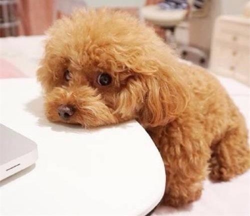 幼泰迪拒食狗粮？调整食谱，耐心诱导。