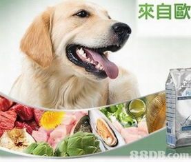 夏日宠物饮食调整攻略