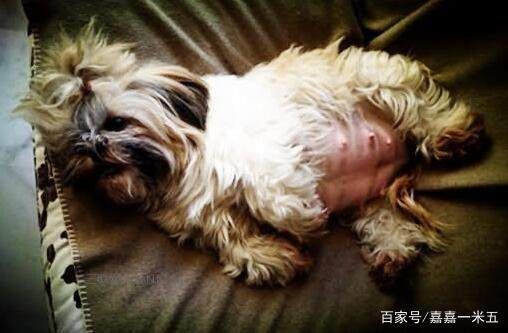 “糖尿病狗狗专用食谱,营养均衡低糖分。”