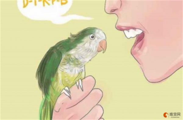 鹦鹉如何教说话 怎样训练好