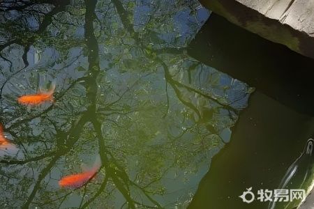 淡水养殖鱼有哪些
