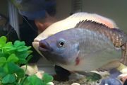 20cm缸能养多少小鱼