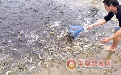 淡水虾养殖