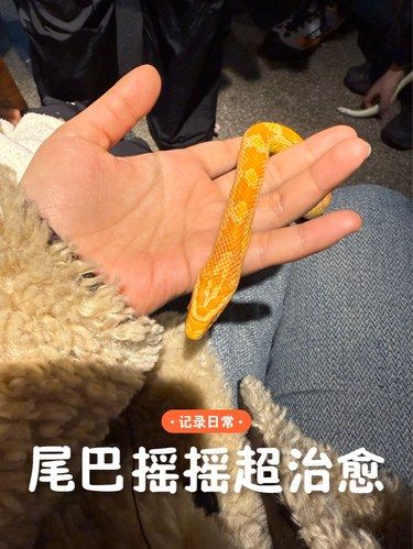 尾巴摇摇超治愈