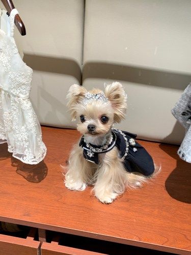 在杭州发现一家宝藏宠物服装店！