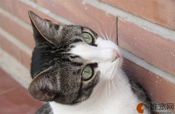 猫粮什么牌子好又便宜 排名前十的有哪些