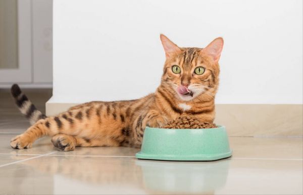 什么品牌的猫粮好而不贵(便宜但靠谱的猫粮品牌推荐)