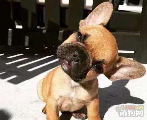吃狗粮太单调？狗狗自制零食！赶紧学起来！